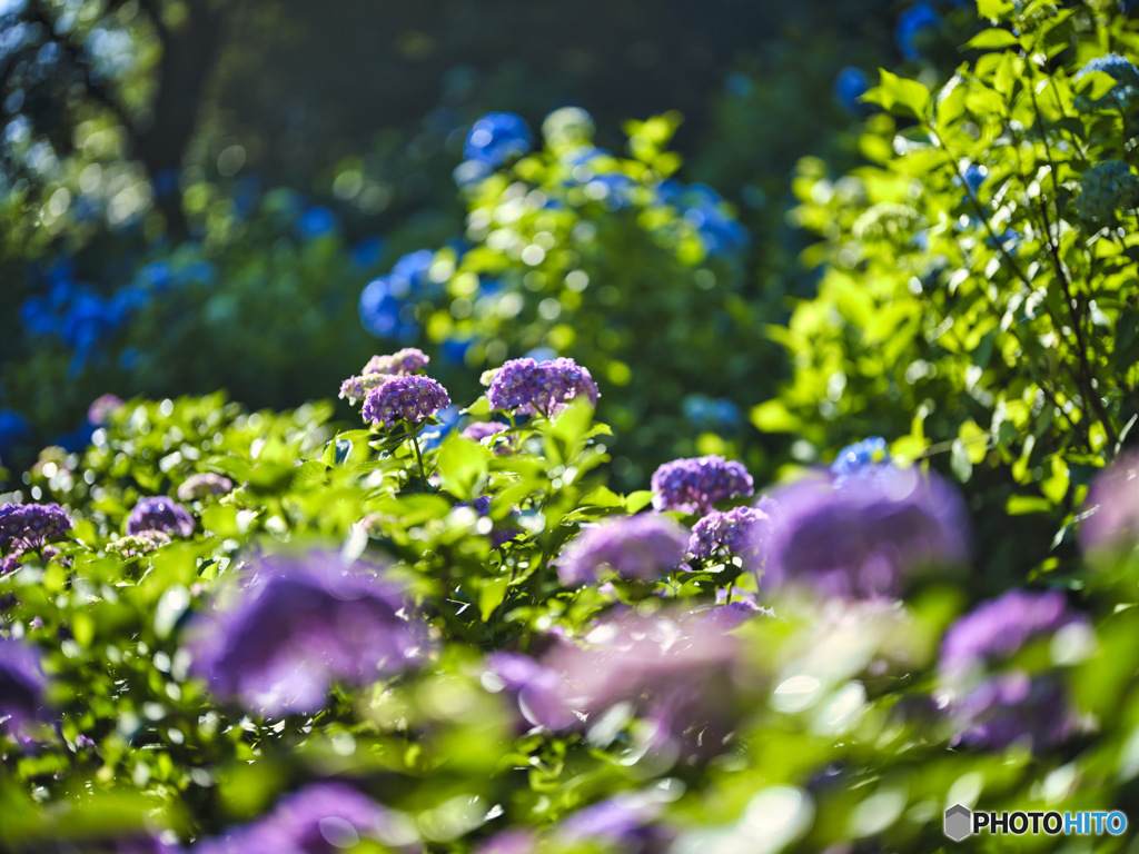2022-06-25_黒羽城址公園-4