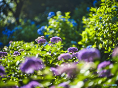2022-06-25_黒羽城址公園-4