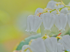 2021-04-04_近くの公園(1)