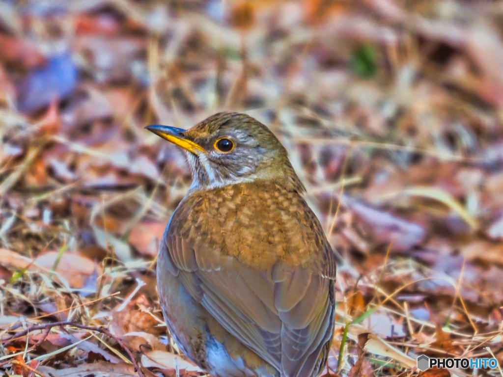 2021-03-07_野鳥(1)