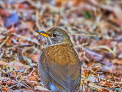 2021-03-07_野鳥(1)