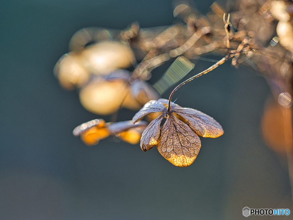 2020-12-30_長岡公園(3)