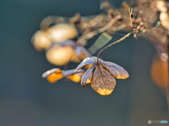 2020-12-30_長岡公園(3)