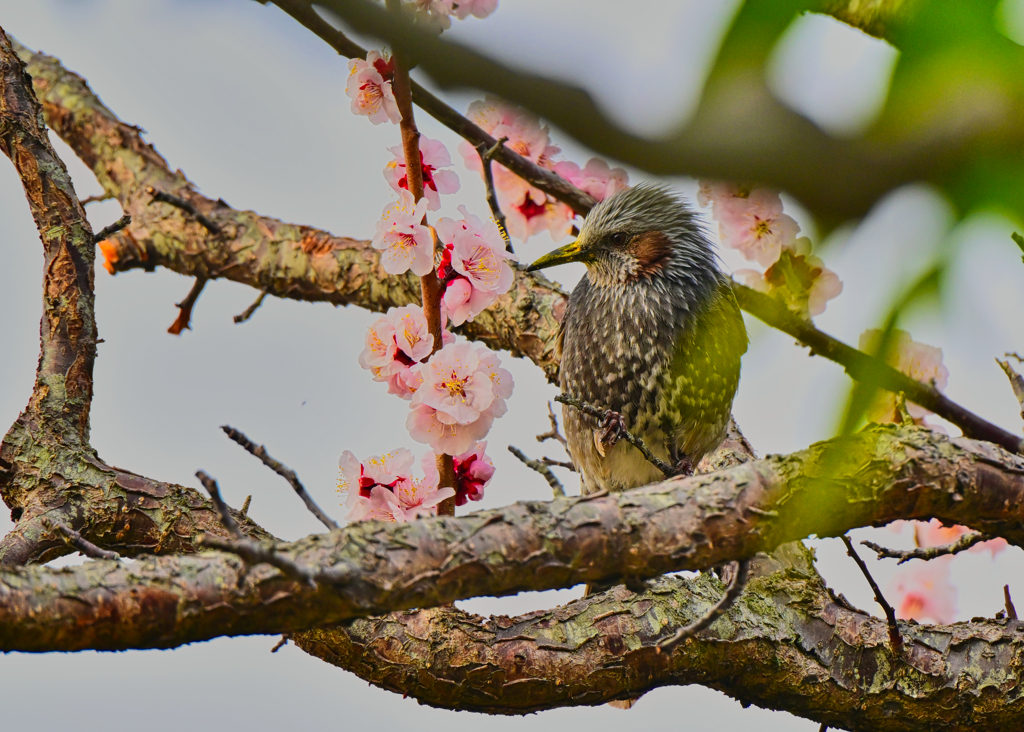 2025-03-15_田鶴鳴梅林