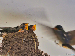 2021-06-26_ツバメの巣