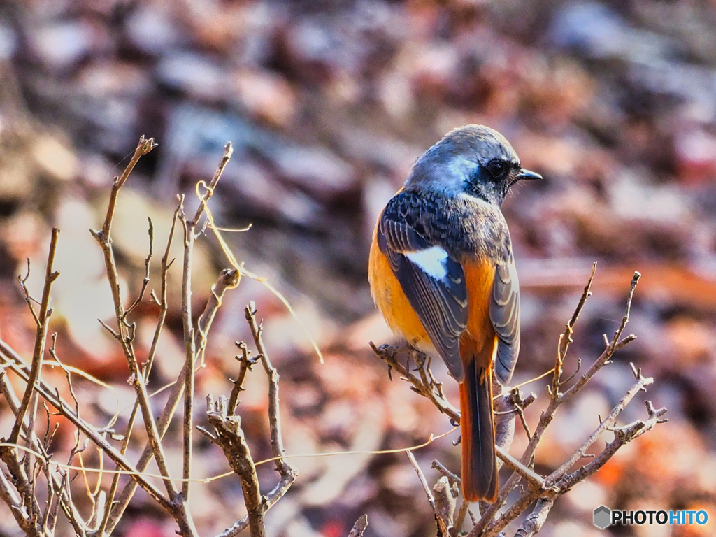 2021-02-13_野鳥(6)