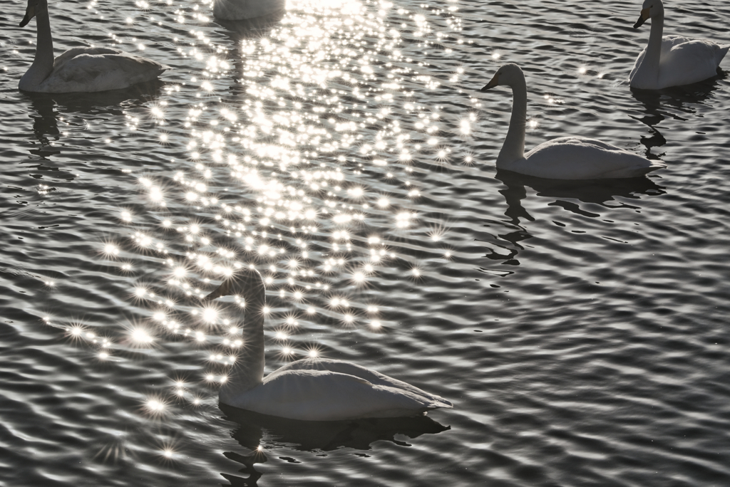 2025-02-15_壬生町黒川 白鳥飛来地