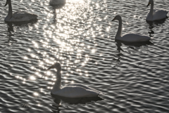 2025-02-15_壬生町黒川 白鳥飛来地