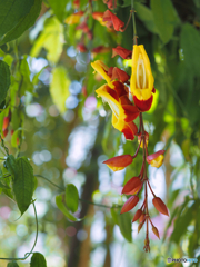 2022-04-23_栃木花センター-2