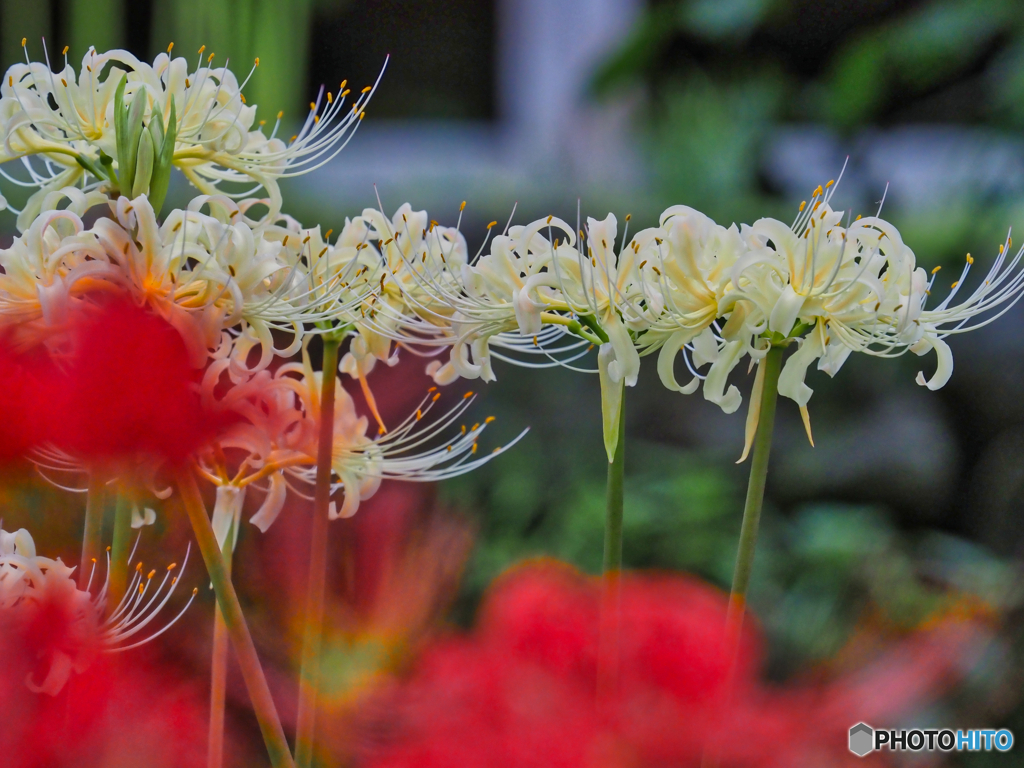 2021-09-17_常楽寺（録事尊）-4