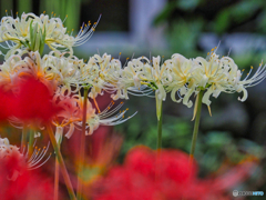 2021-09-17_常楽寺（録事尊）-4