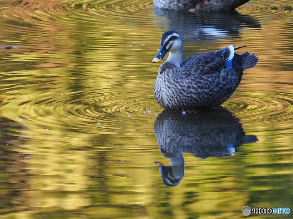 2021-11-07_近くの公園-1