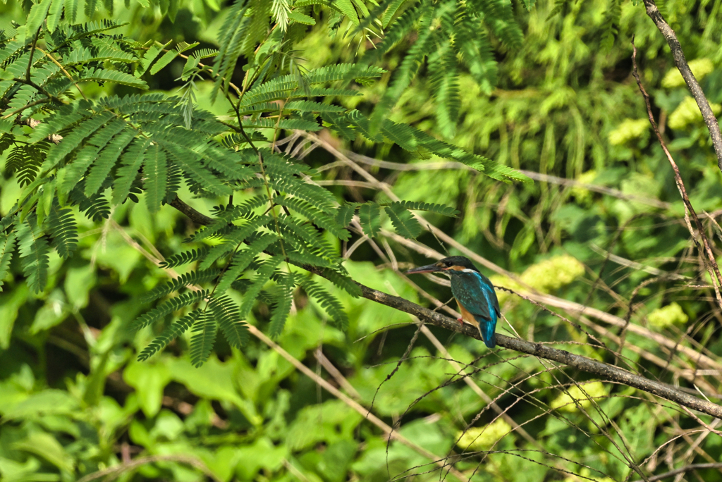 2023-06-04_山田川(宇都宮)付近-1