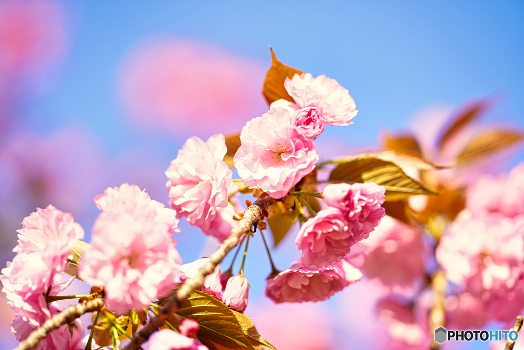 2021-04-07_八重桜(桜美公園)