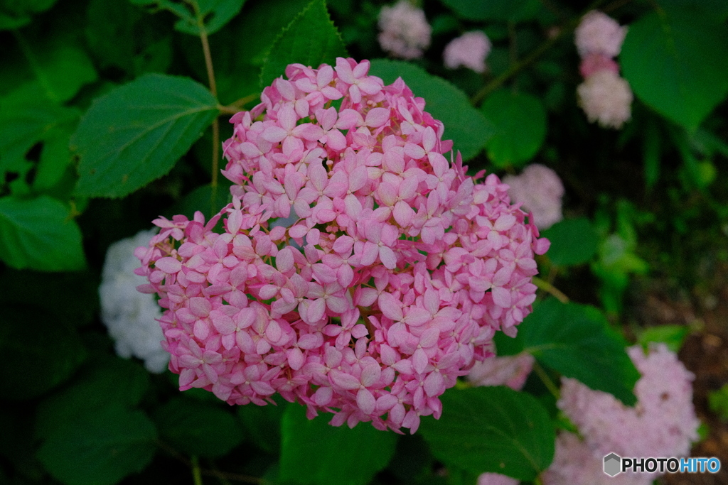 2021-06-26_磯山神社-2
