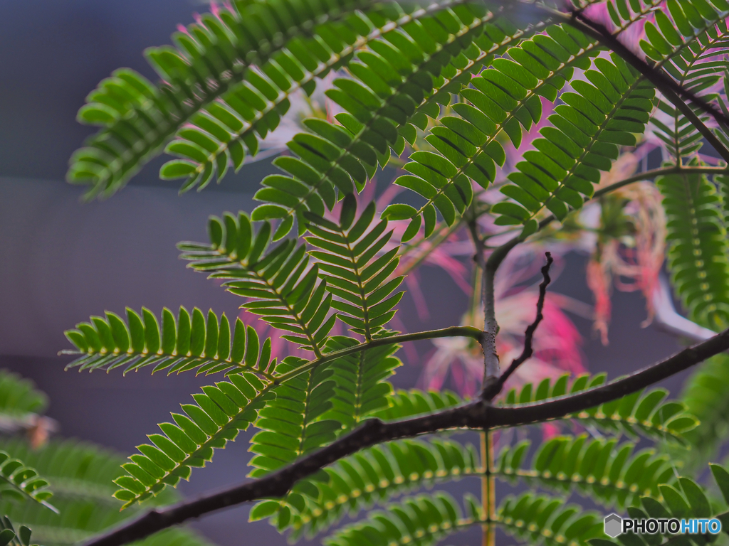 2021-07-23_七ツ岩吊橋-2