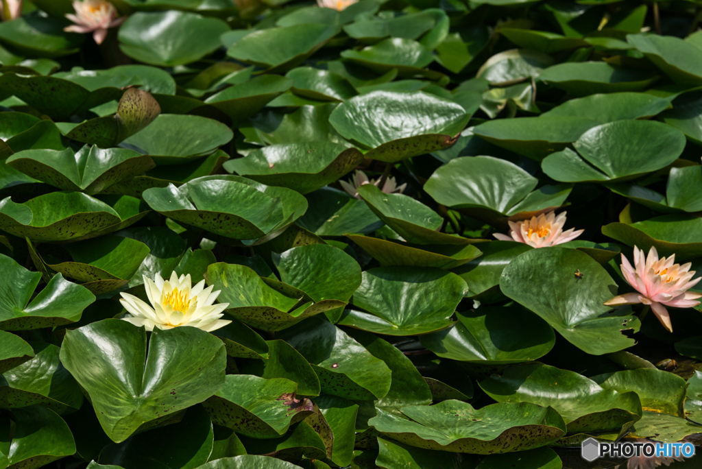 2020-06-27_古代蓮の里(2)