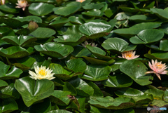 2020-06-27_古代蓮の里(2)