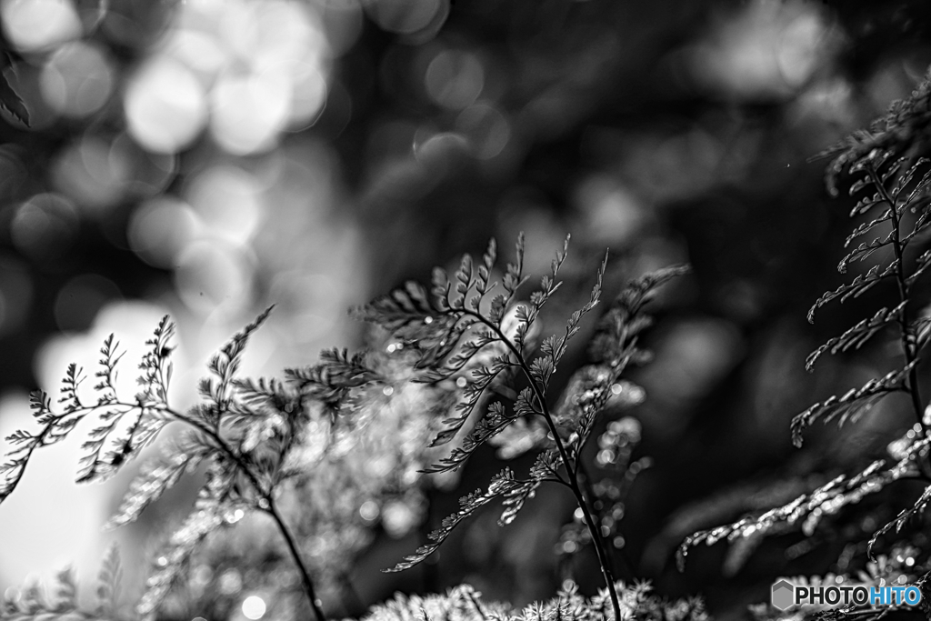 2021-05-20_朝散歩-1