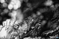 2021-05-20_朝散歩-1