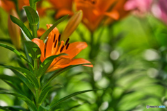 2020-06-27_ユリ(1)