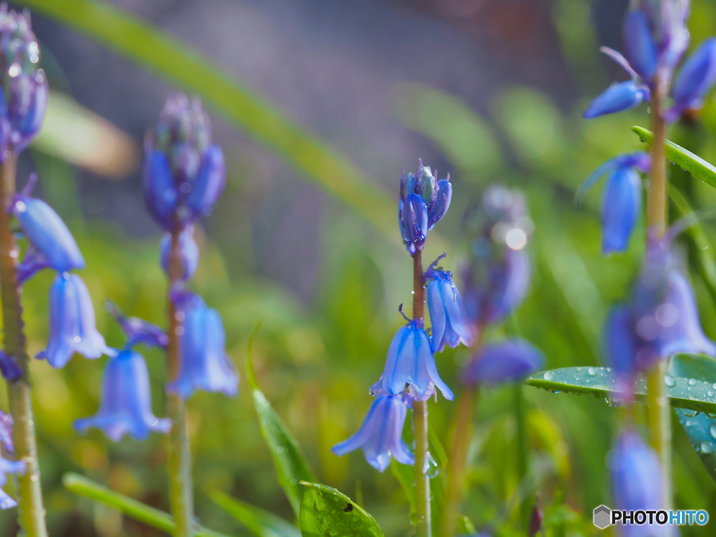 2022-04-22_宇都宮中央公園-7