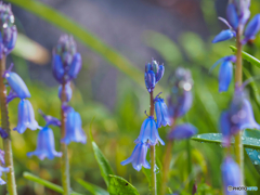 2022-04-22_宇都宮中央公園-7