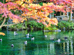 2021-11-23_出流原弁天池-2