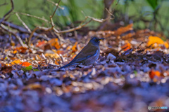 2022-12-30_栃木県井頭公園-6