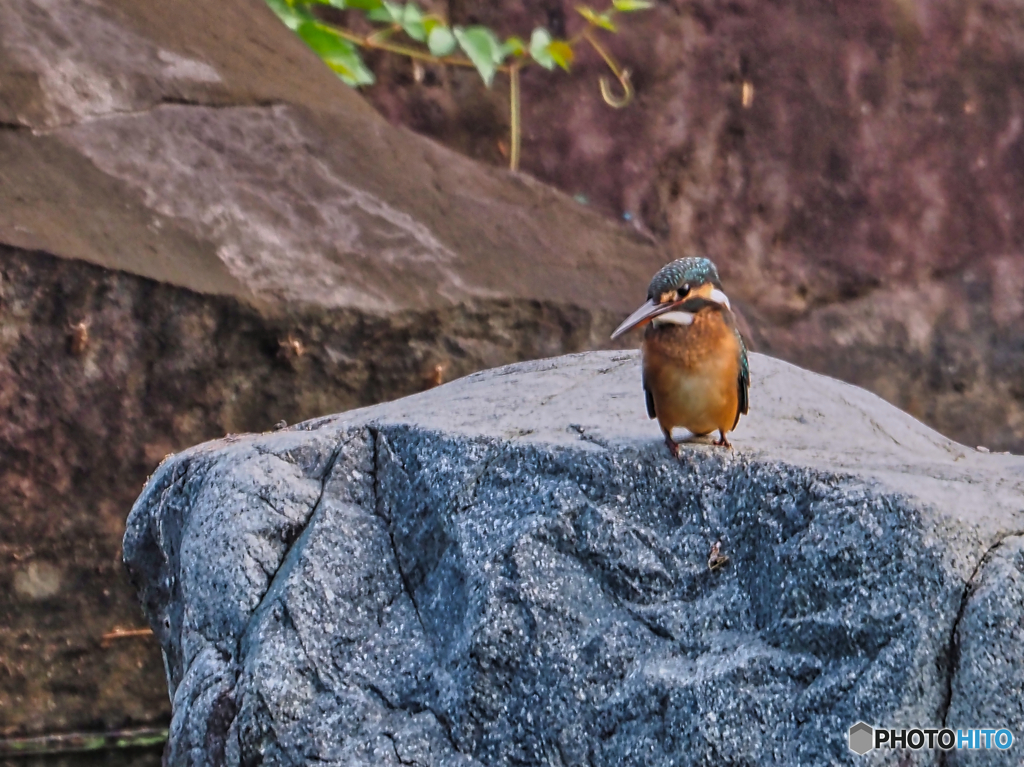 2021-07-21_栃木県中央公園-4