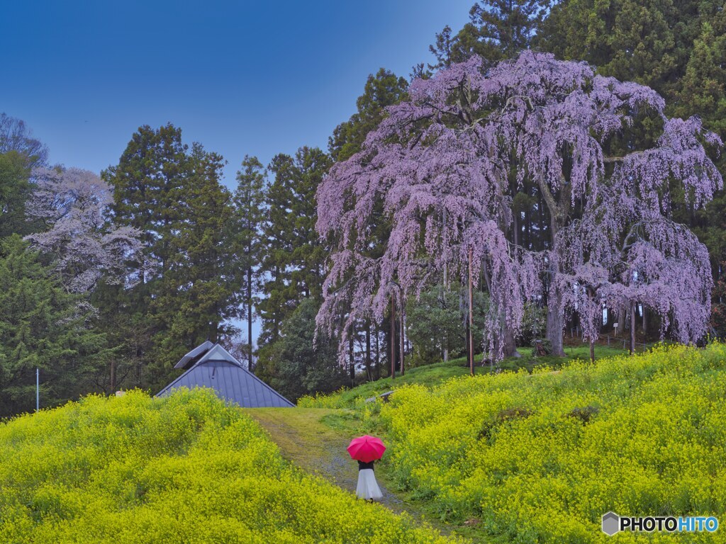 2022-04-16_合戦場のしだれ桜-1