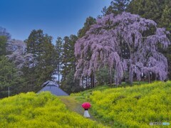 2022-04-16_合戦場のしだれ桜-1