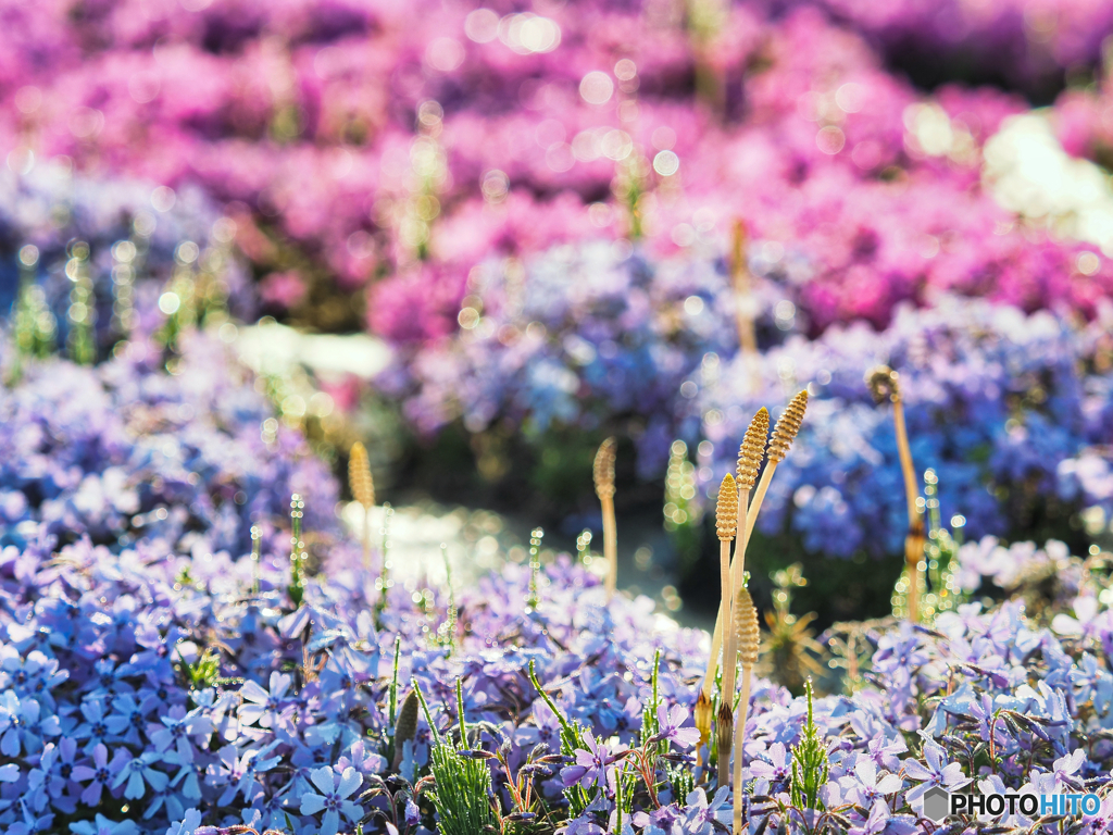 2022-04-17_市貝町芝ざくら公園-2