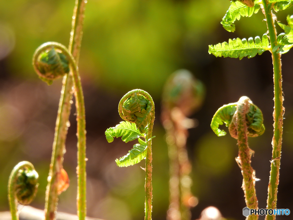 2022-05-02_おしらじの滝遊歩道-1