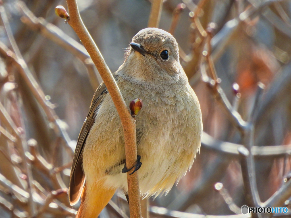 2022-03-11_偕楽園-5