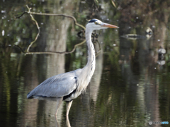 2022-10-23_栃木県 井頭公園-2