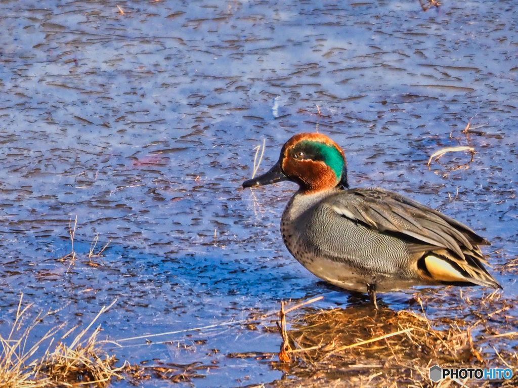 2021-01-10_野鳥(2)_東古屋湖