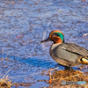 2021-01-10_野鳥(2)_東古屋湖