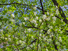 2021-05-09_日光散策-4