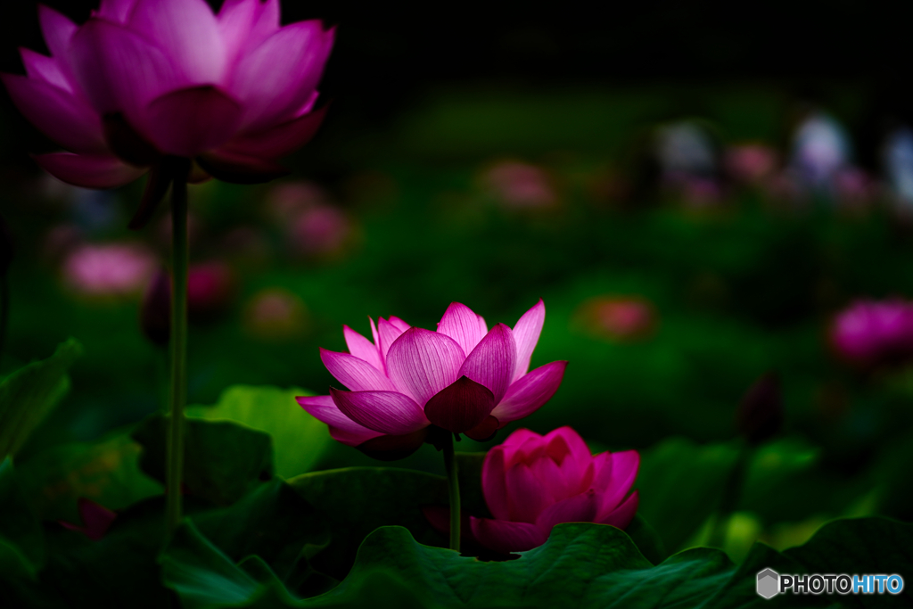 2021-06-27_古代蓮の里-3