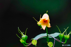 2020-09-06_上三依水生植物園(5)