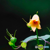2020-09-06_上三依水生植物園(5)
