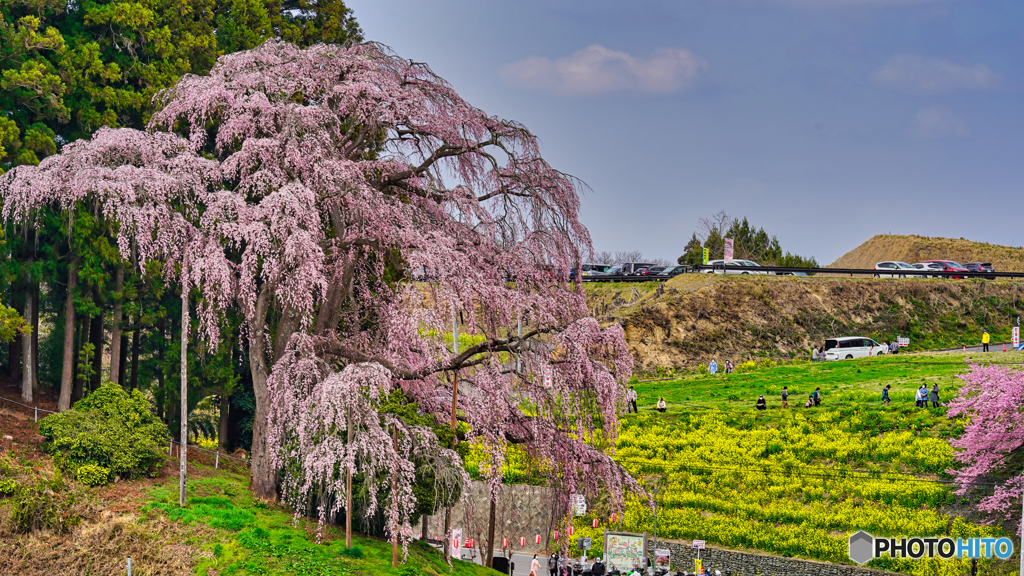 2021-04-03_合戦場のしだれ桜(2)