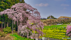 2021-04-03_合戦場のしだれ桜(2)