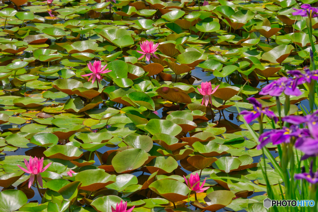 2020-06-21_白山神社付近国道400号道沿い(2)