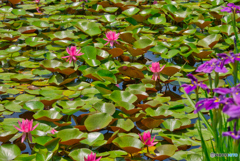 2020-06-21_白山神社付近国道400号道沿い(2)