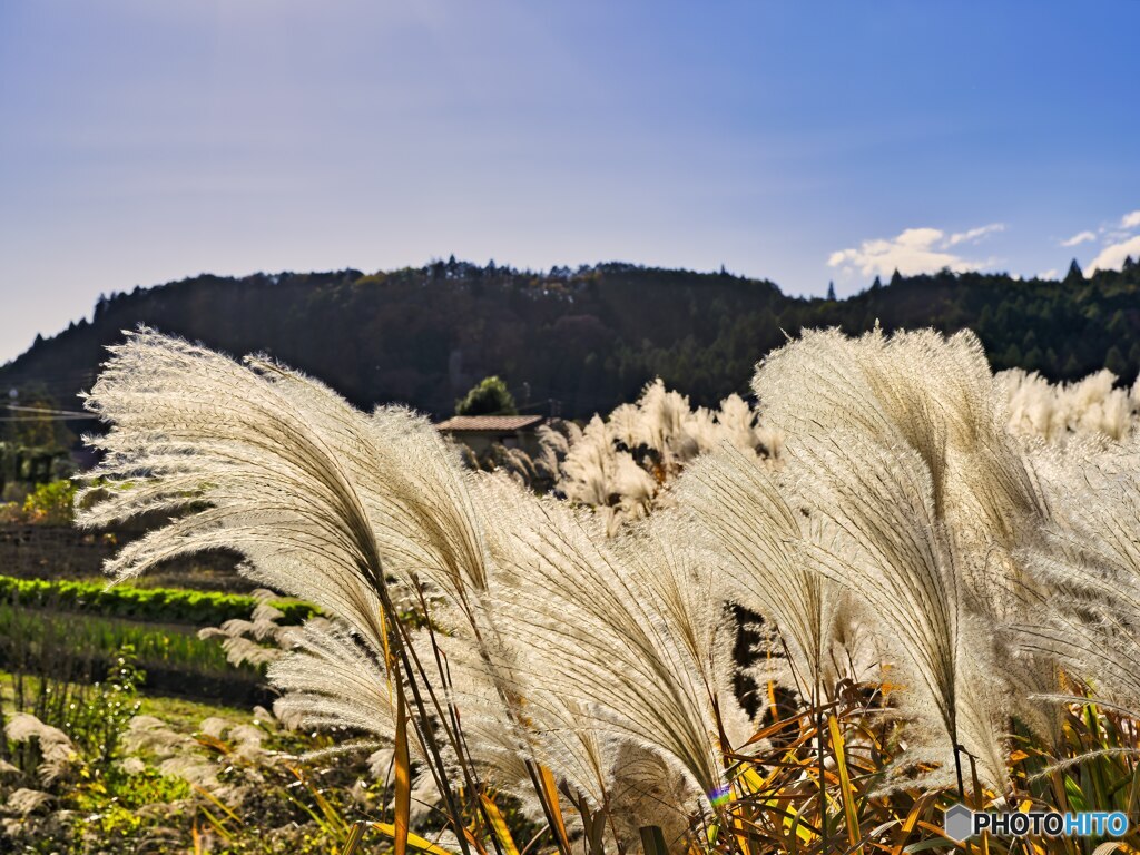 2021-11-13_ススキ