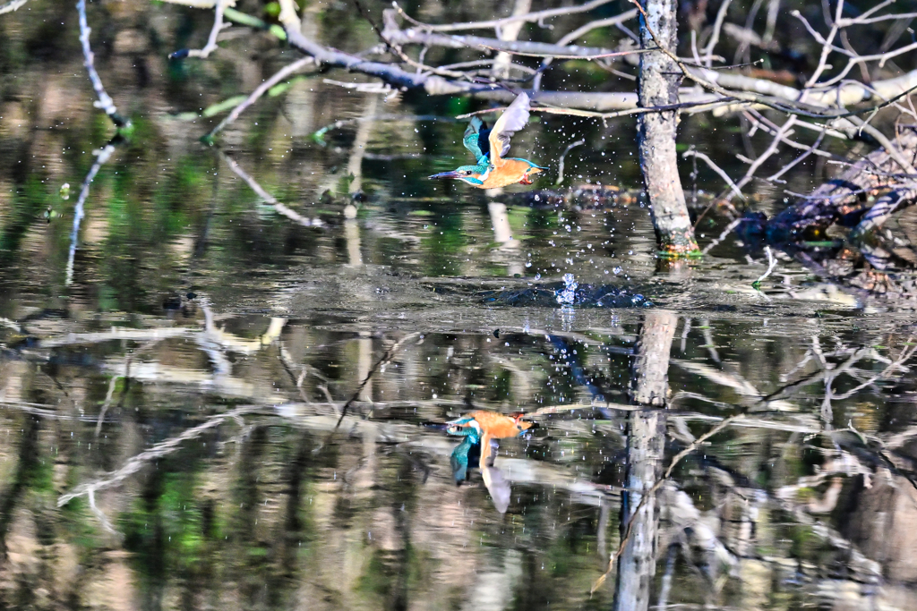 2024-01-08_栃木県井頭公園-3