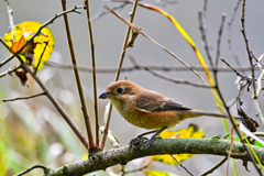 2023-11-23_栃木県井頭公園-1