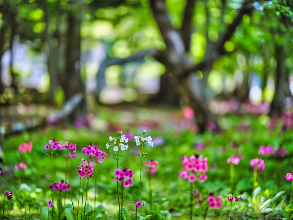 2025-06-07_竜頭の滝下駐車場